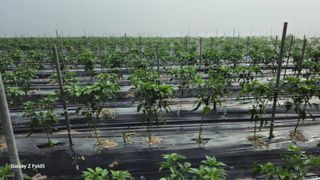 박현주님의 고추 · 영농일지 작성글 사진