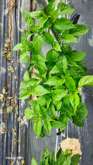 박현주님의 고추 · 영농일지 작성글 사진