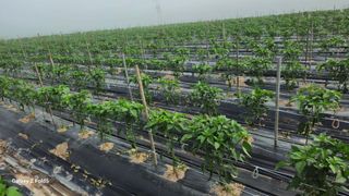 박현주님의 고추 · 영농일지 작성글 사진