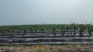 박현주님의 고추 · 영농일지 작성글 사진