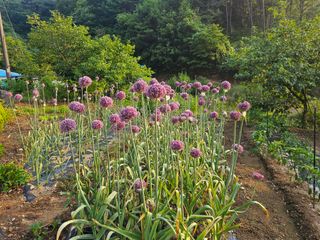 이태용님의 마늘 · 영농일지 작성글 사진