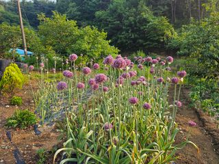 이태용님의 마늘 · 영농일지 작성글 사진
