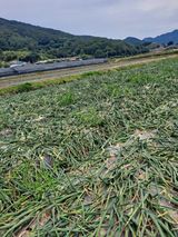 팜모닝 자유주제·자유게시판 게시글 이미지