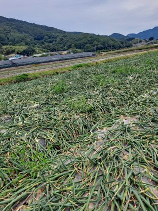 송오목님의 자유주제 · 자유게시판 작성글 사진