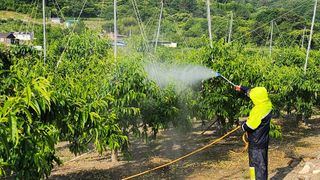 육영순님의 복숭아 · 영농일지 작성글 사진
