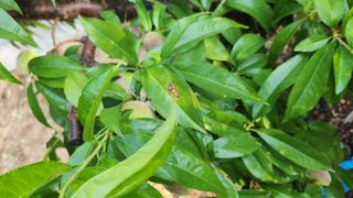 육영순님의 복숭아 · 영농일지 작성글 사진