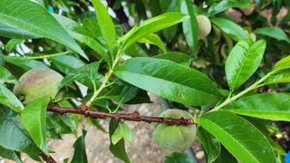 육영순님의 복숭아 · 영농일지 작성글 사진