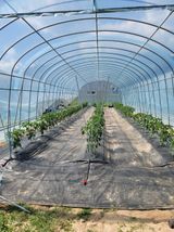 팜모닝 고추·영농일지 게시글 이미지