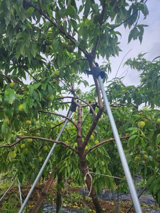 윤님님의 자두 · 영농일지 작성글 사진