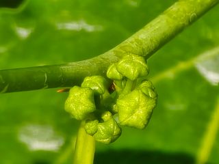 주주농장님의 기타작물 · 영농일지 작성글 사진