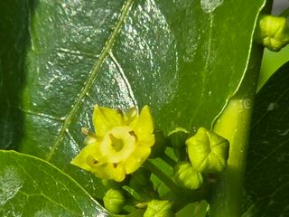 주주농장님의 기타작물 · 영농일지 작성글 사진