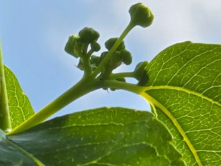 주주농장님의 기타작물 · 영농일지 작성글 사진