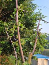 팜모닝 기타작물·자유게시판 게시글 이미지