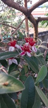 팜모닝 기타작물·영농일지 게시글 이미지