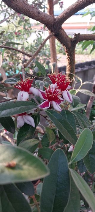 사군자님의 기타작물 · 영농일지 작성글 사진