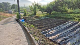 순천채승묵님의 고구마 · 영농일지 작성글 사진