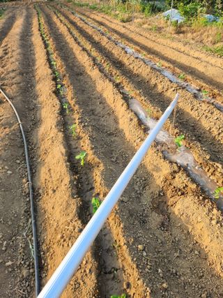 장재갑님의 콩 · 영농일지 작성글 사진