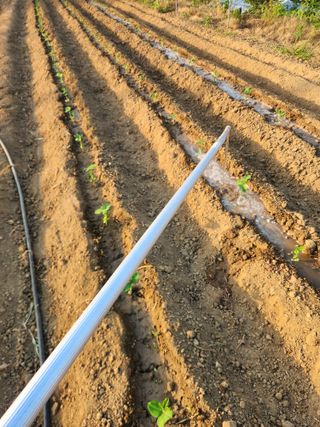 장재갑님의 콩 · 영농일지 작성글 사진