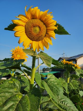 장재갑님의 콩 · 영농일지 작성글 사진