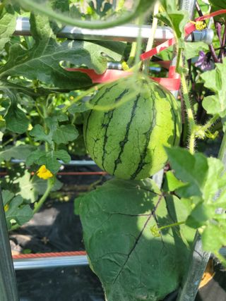 조영락님의 기타작물 · 영농일지 작성글 사진