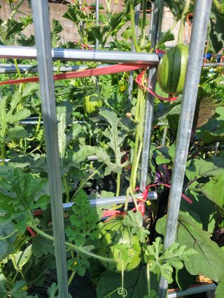 조영락님의 기타작물 · 영농일지 작성글 사진