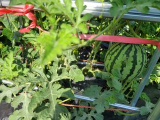 조영락님의 기타작물 · 영농일지 작성글 사진