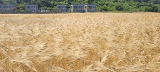 이성근님의 기타작물 · 영농일지 작성글 사진