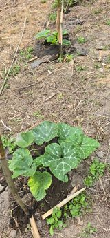 팜모닝 호박·영농일지 게시글 이미지