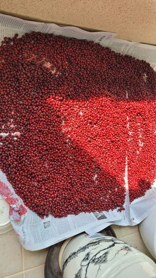 알 수 없음님의 콩 · 영농일지 작성글 사진