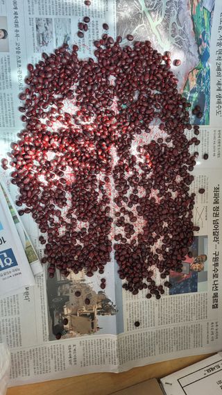 알 수 없음님의 콩 · 영농일지 작성글 사진