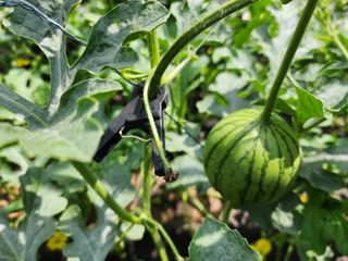 조선된장님의 기타작물 · 영농일지 작성글 사진