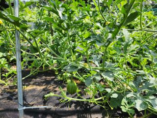 조선된장님의 기타작물 · 영농일지 작성글 사진