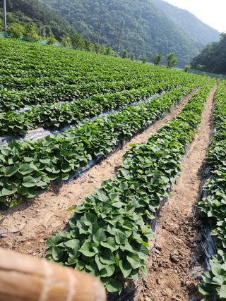 농군님의 🎤어떤 노래 좋아하세요? · 참여글 작성글 사진