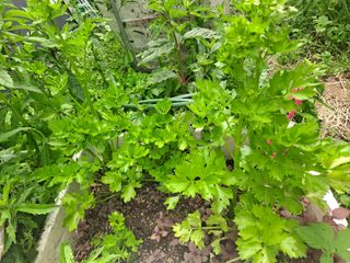 이수진님의 양파 · 영농일지 작성글 사진