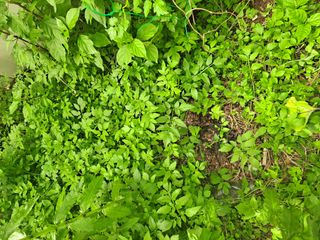 이수진님의 양파 · 영농일지 작성글 사진