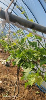 팜모닝 포도·영농일지 게시글 이미지