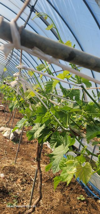 가재승님의 포도 · 영농일지 작성글 사진