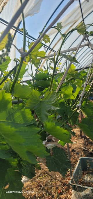 가재승님의 포도 · 영농일지 작성글 사진