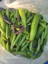 팜모닝 콩·영농일지 게시글 이미지