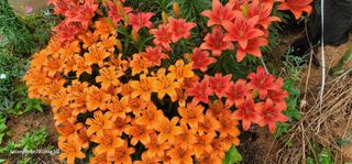 가재승님의 자유주제 · 자유게시판 작성글 사진