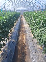 팜모닝 자유주제·자유게시판 게시글 이미지