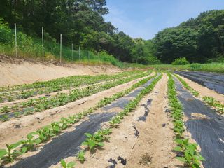 장두학님의 고추 · 영농일지 작성글 사진