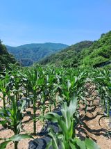 팜모닝 자유주제·자유게시판 게시글 이미지