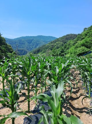 고추들깨이종우님의 자유주제 · 자유게시판 작성글 사진