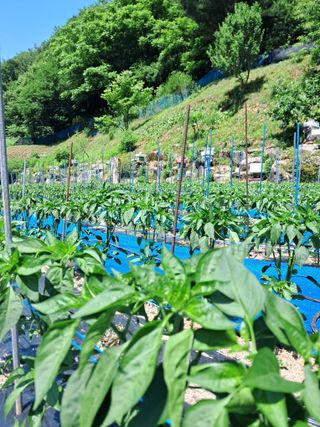 고추들깨이종우님의 자유주제 · 자유게시판 작성글 사진