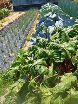 팜모닝 자유주제·자유게시판 게시글 이미지