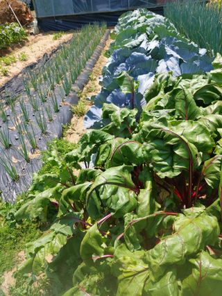 매실9654님의 자유주제 · 자유게시판 작성글 사진