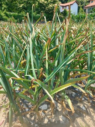 매실9654님의 자유주제 · 자유게시판 작성글 사진