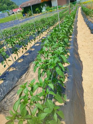 매실9654님의 자유주제 · 자유게시판 작성글 사진