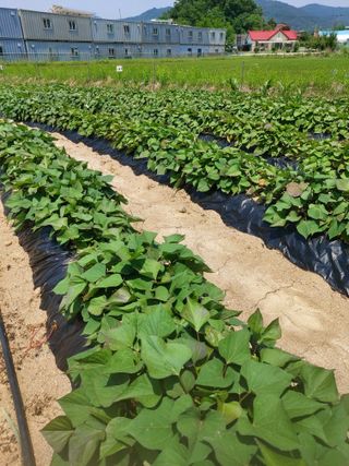 매실9654님의 자유주제 · 자유게시판 작성글 사진